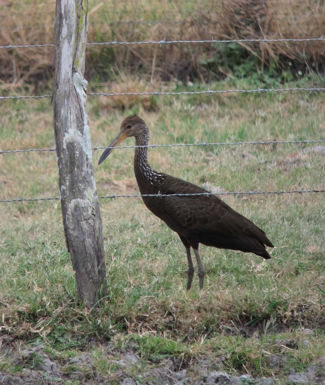 Image of limpkins