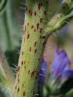 Imagem de Echium vulgare L.