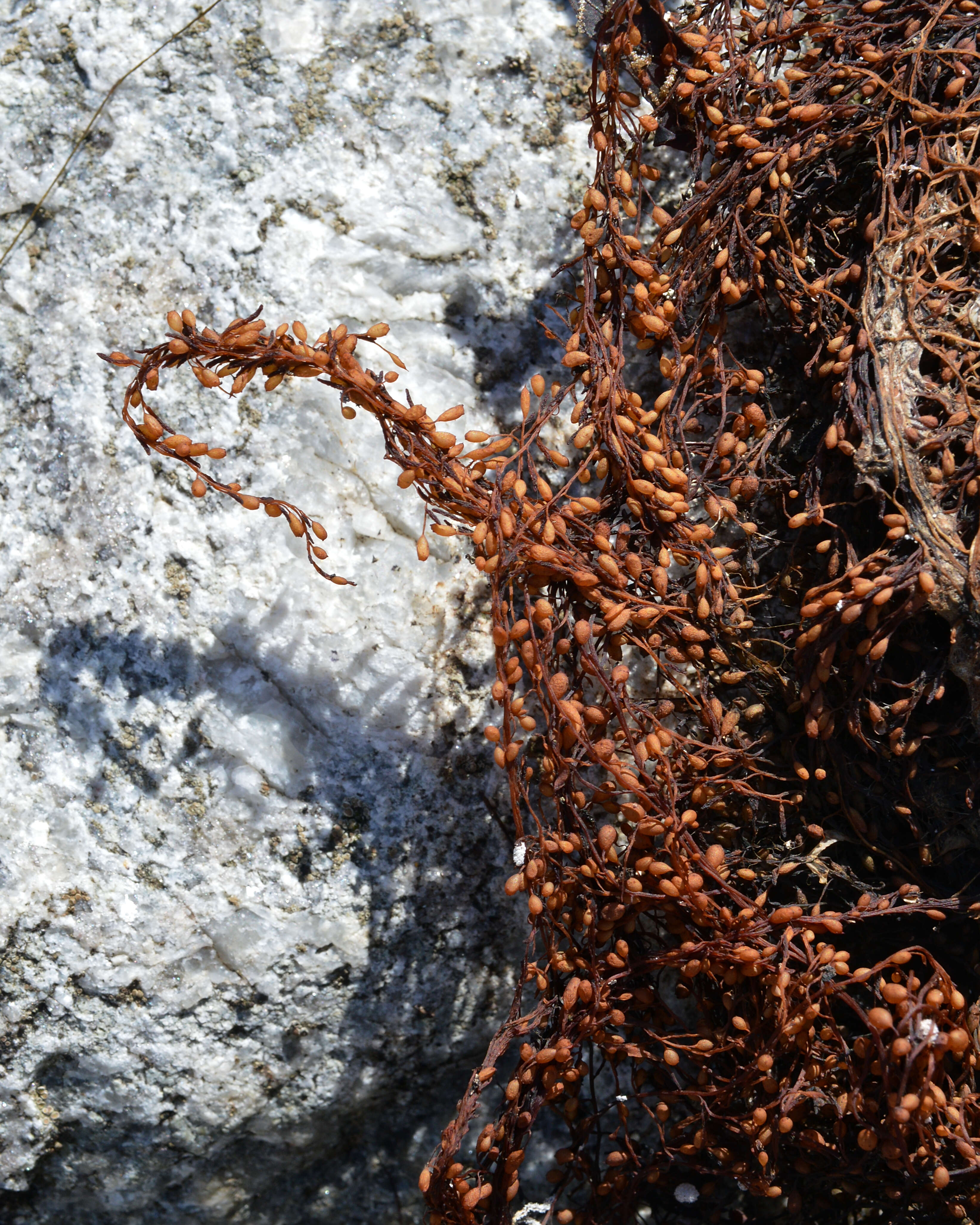 Слика од Sargassum muticum