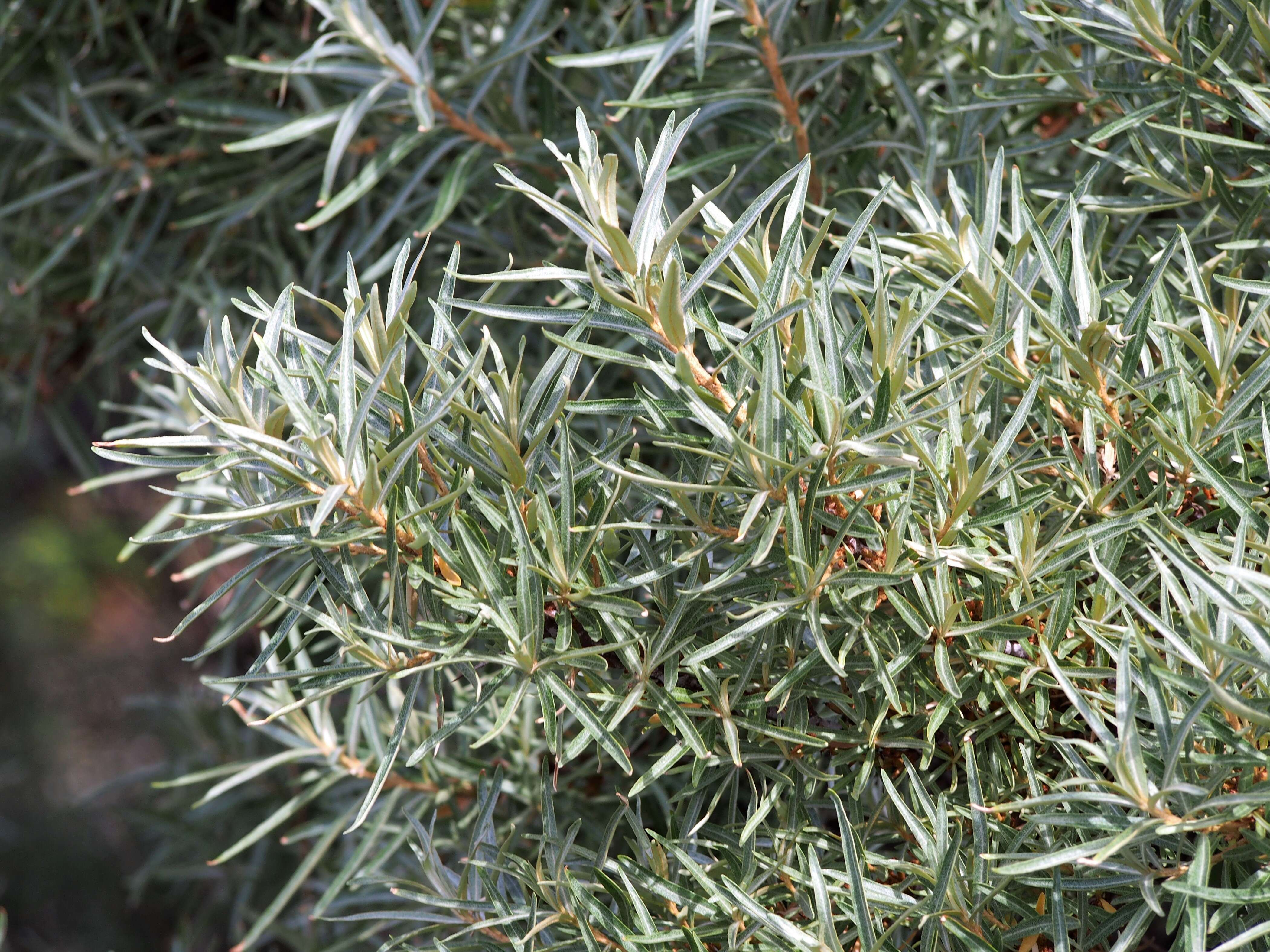 Image of Sea-buckthorn