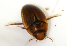Image de Noterus clavicornis