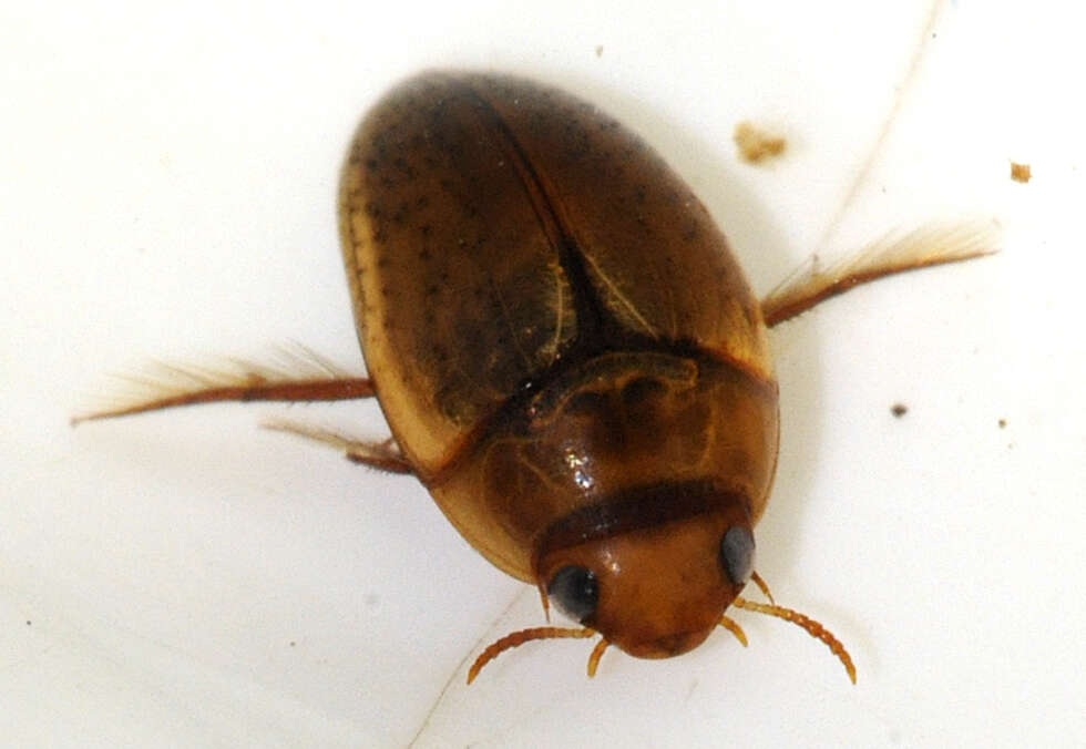 Image de Noterus clavicornis