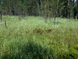 Image of common cottongrass