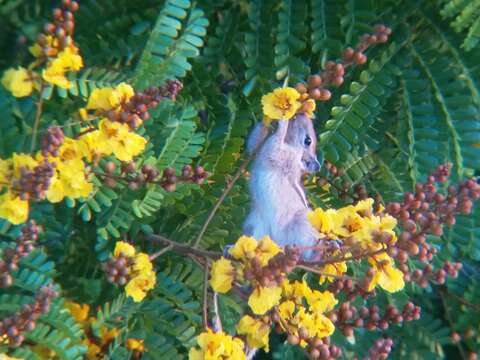 Image of Indian palm squirrel