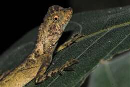 Image of Dusky Earless Agama