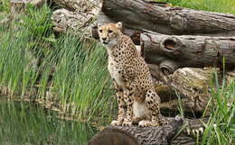 Image of Namibian cheetah