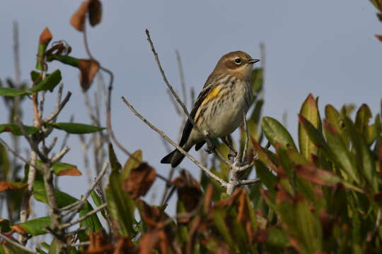 Image of Myrtle Warbler