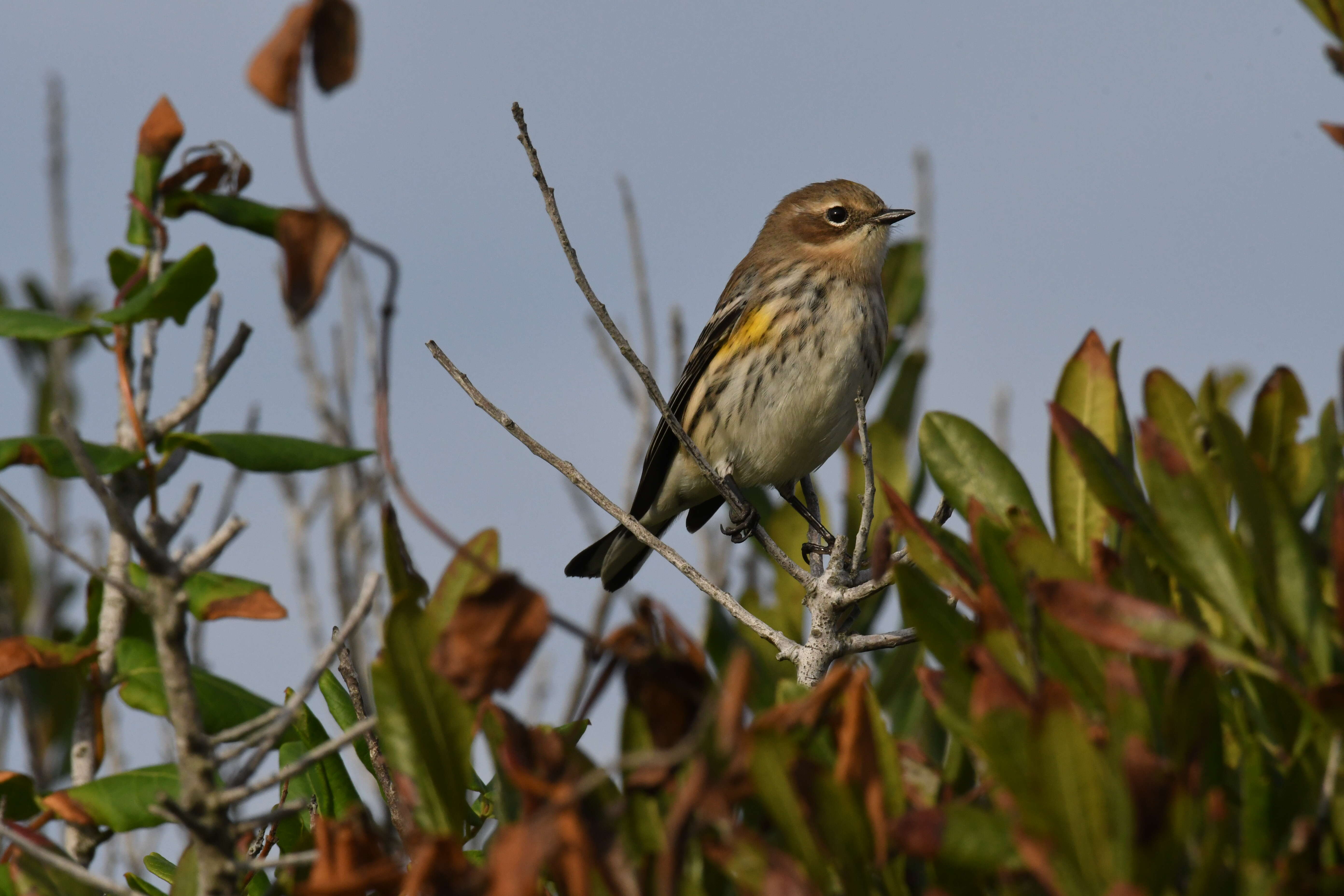 Image of Myrtle Warbler