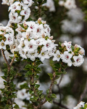 Imagem de Epacris browniae Coleby