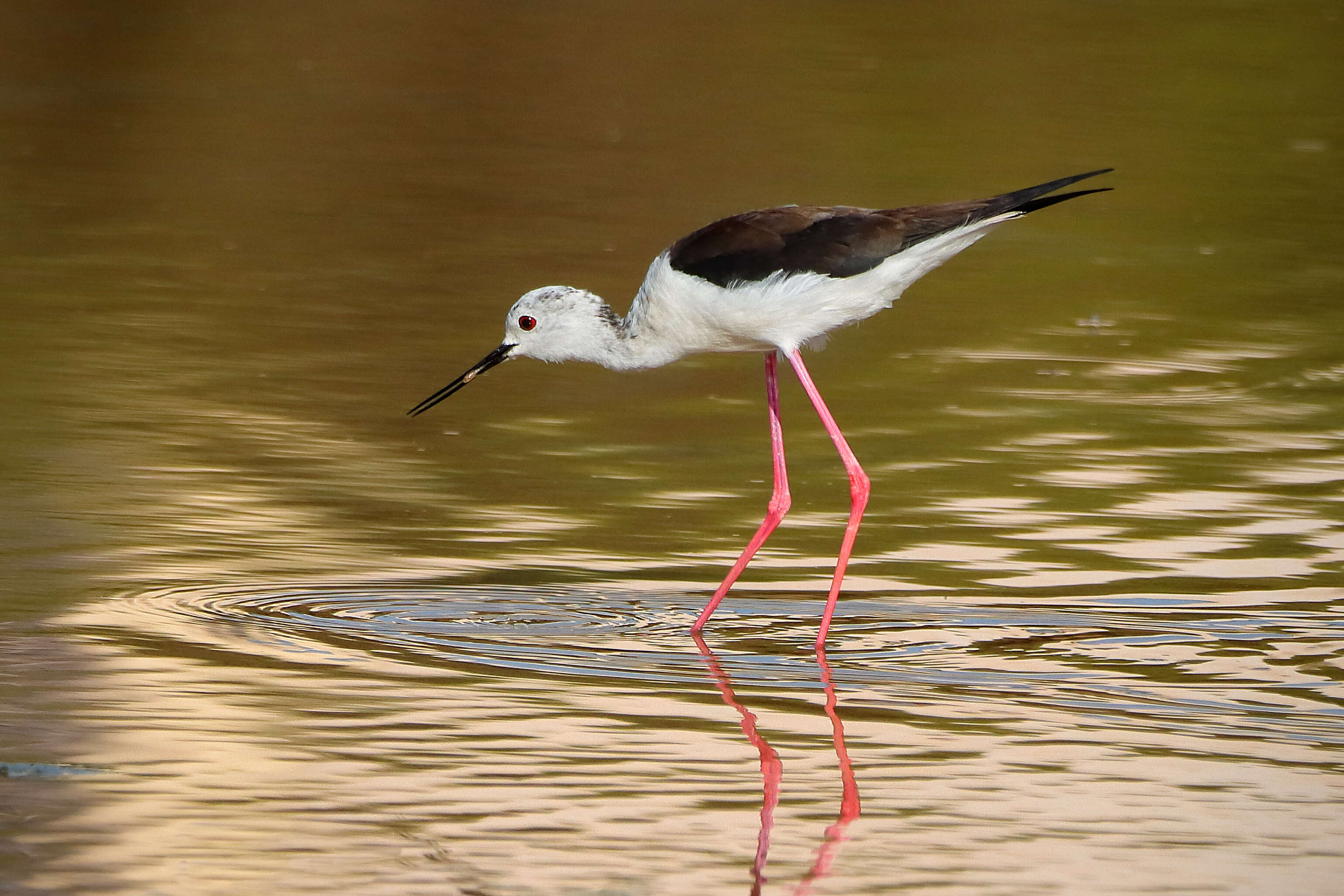 Image of Black-winged Stilt