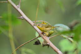 Geothlypis trichas (Linnaeus 1766) resmi