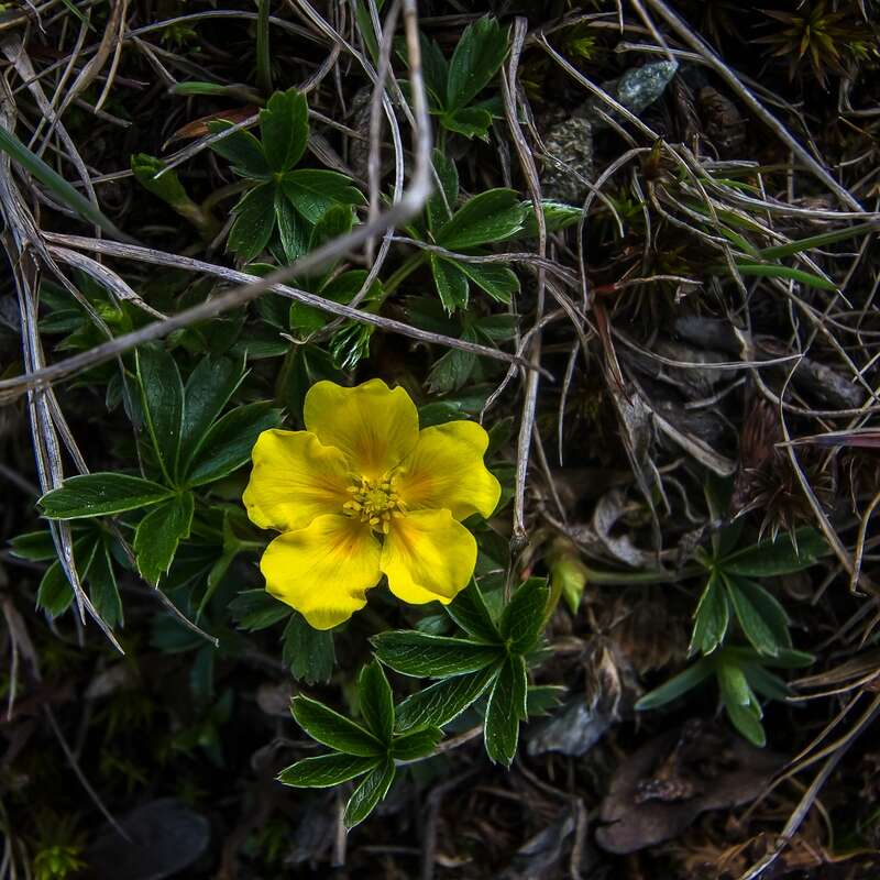 Image of Potentilla aurea L.