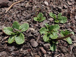 Image of Primula florindae Kingdon-Ward