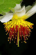 Sivun Sparrmannia africana L. fil. kuva