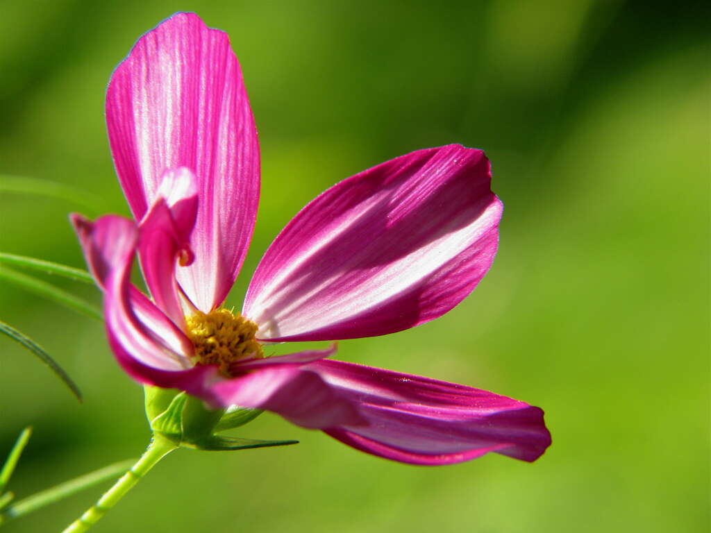 Image of garden cosmos