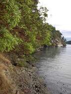 Image of Pacific madrone