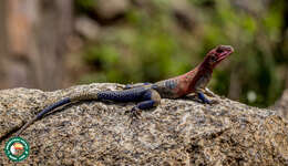 Image of Mwanza Flat-headed Rock Agama