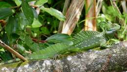 Image of Green Basilisk