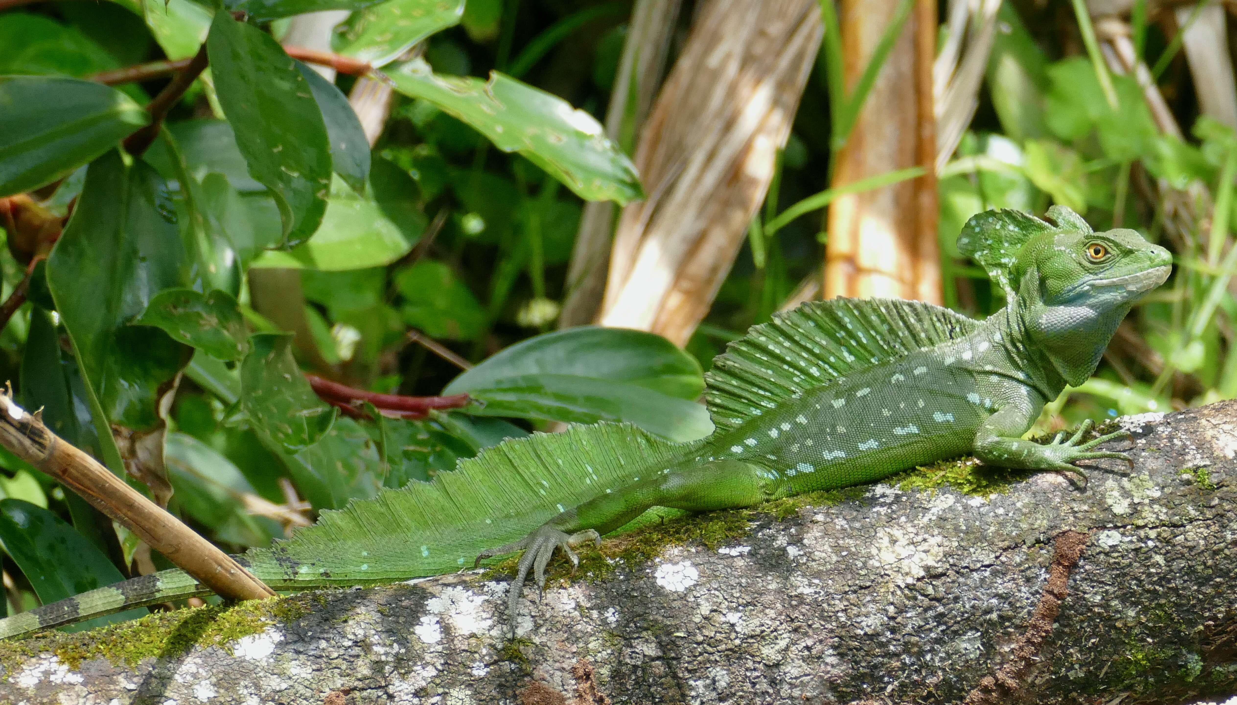 Image of Green Basilisk