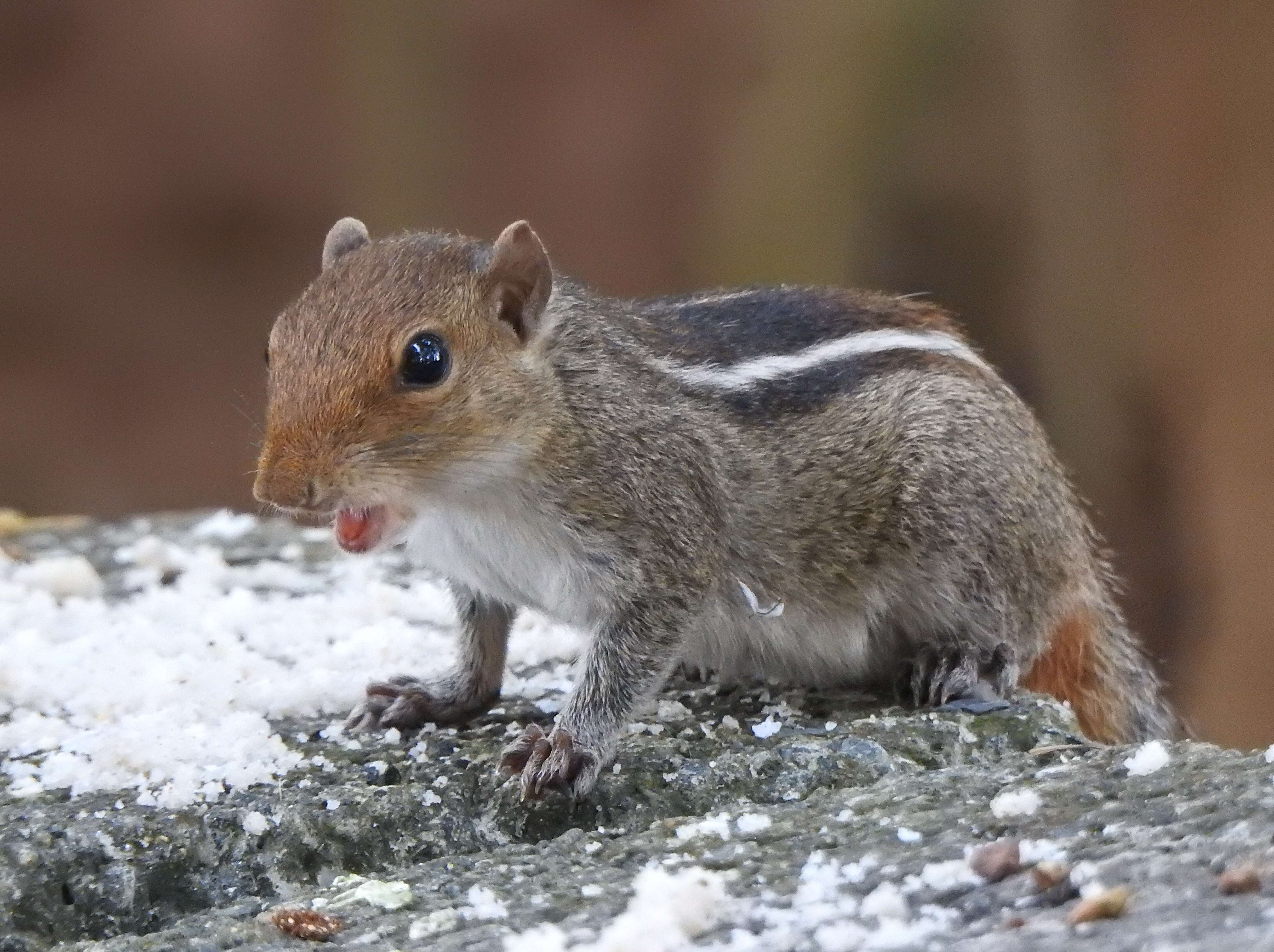 Sivun Funambulus tristriatus (Waterhouse 1837) kuva