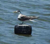 Image of Crested Tern