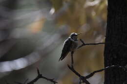 Image of Broad-tailed Hummingbird