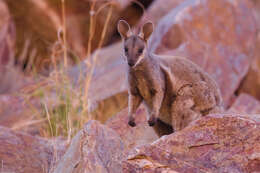 Image of Black-flanked Rock Wallaby