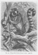 Image of Lemur Linnaeus 1758