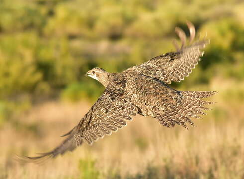 Image of Gunnison sage-grouse; greater sage-grouse