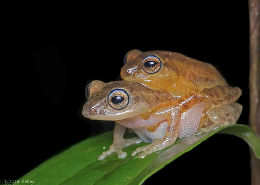 Image of Coorg Yellow Bush Frog