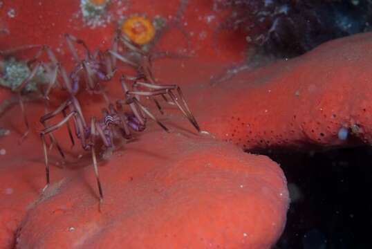 Image of sea spider