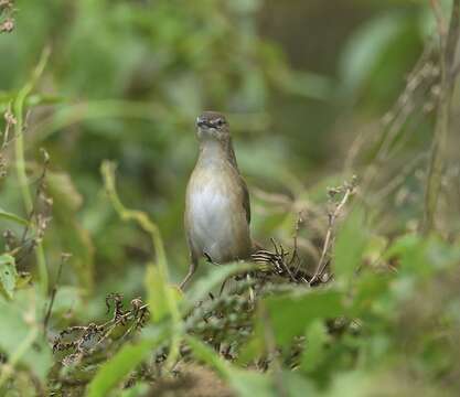 Image of Broad-tailed Grassbird
