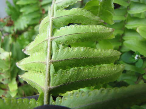 Image of Asian sword fern