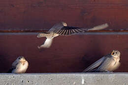 Image of Eurasian Crag Martin