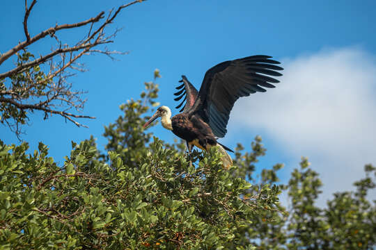 Image of African Woolly-necked Stork