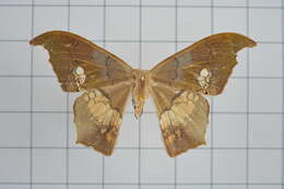 Image of Timandromorpha discolor Warren 1896