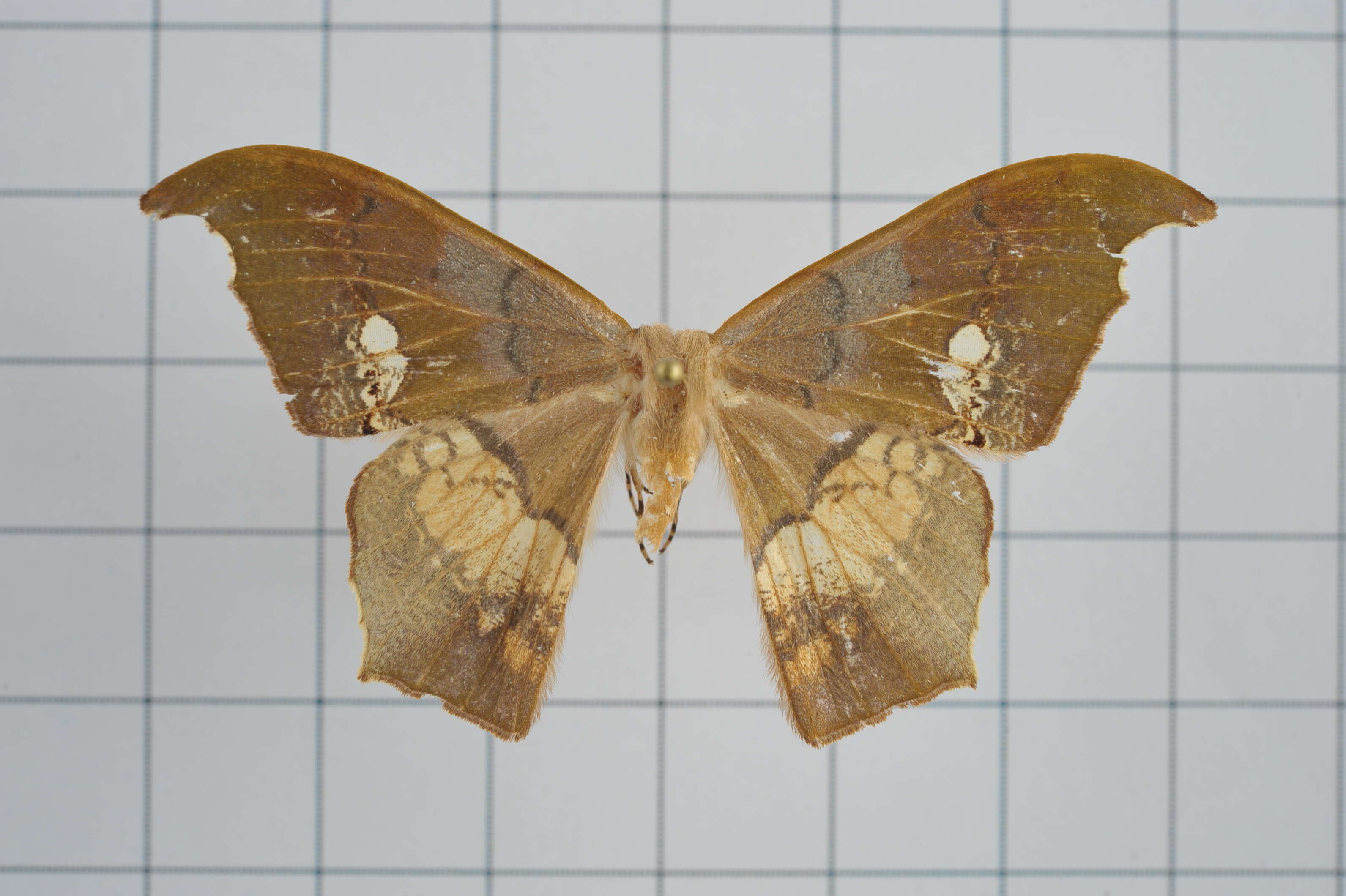 Image of Timandromorpha discolor Warren 1896