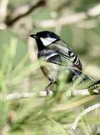 Image of Great Tit