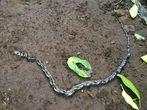 Image of Chicken Snake