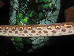 Image of Rainbow Boa