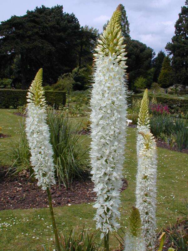 Image of Himalayan foxtail lily