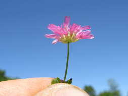 Image of reversed clover