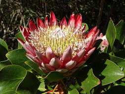 Imagem de Protea cynaroides (L.) L.