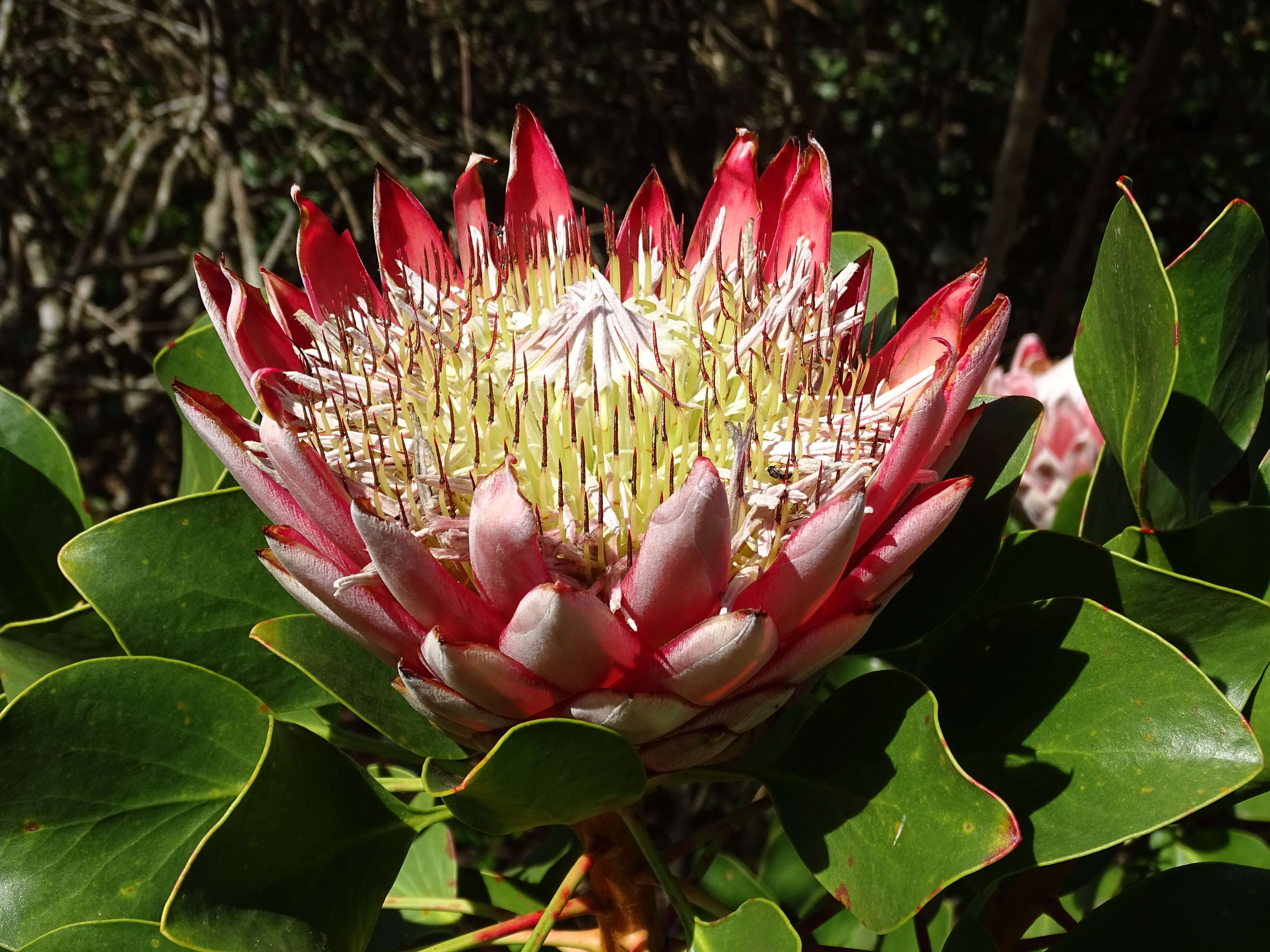 Imagem de Protea cynaroides (L.) L.