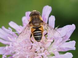 Image of <i>Eristalis nemorum</i>