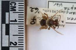 Image of Andrena accepta Viereck 1916