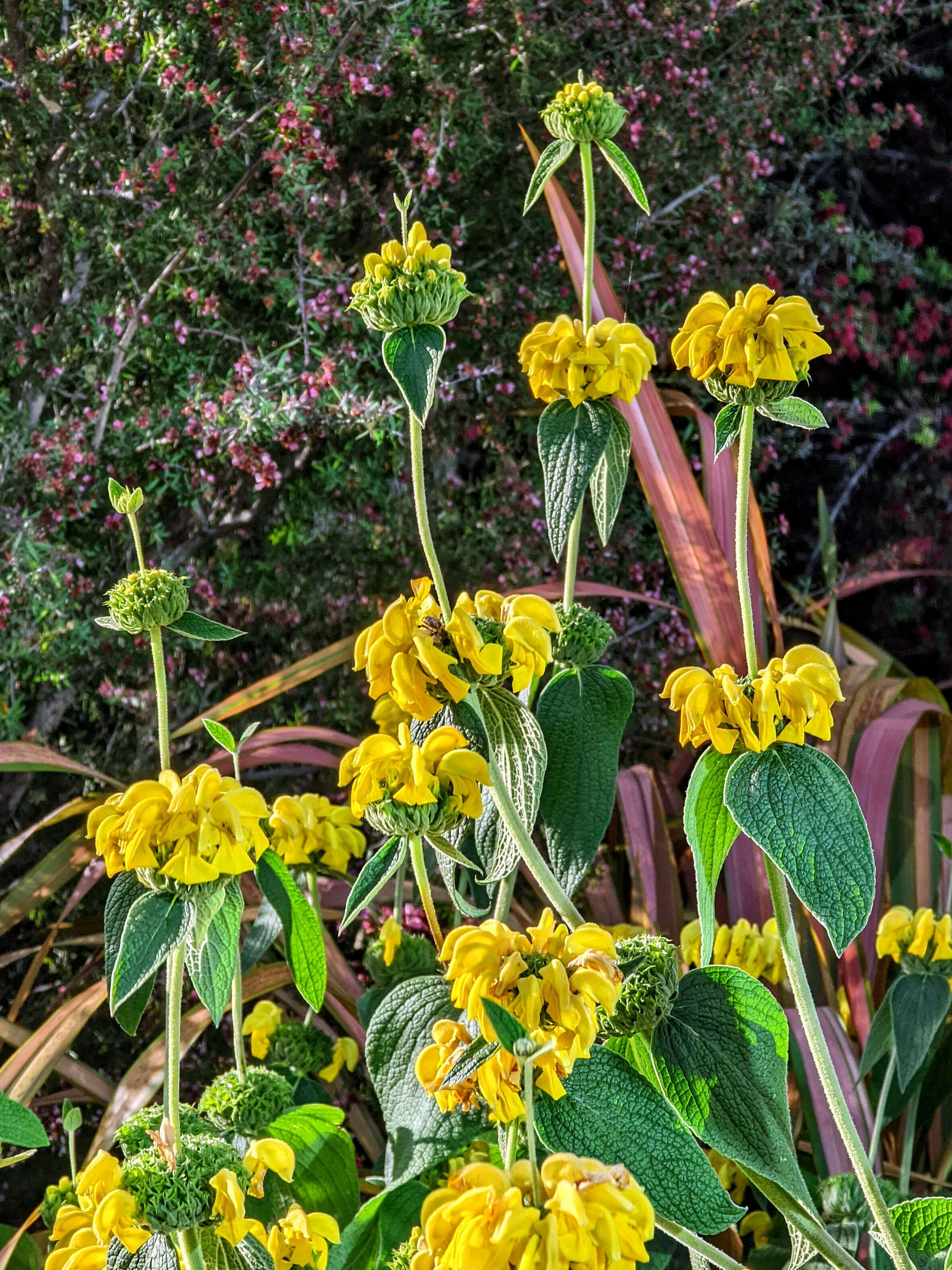 Sivun Phlomis russeliana (Sims) Lag. ex Benth. kuva