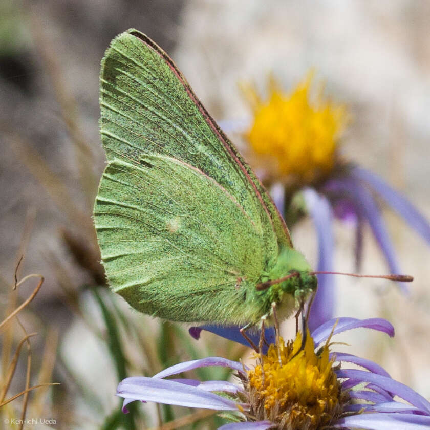 Image of Sierra Green Sulphur