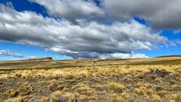 Image of Guanaco