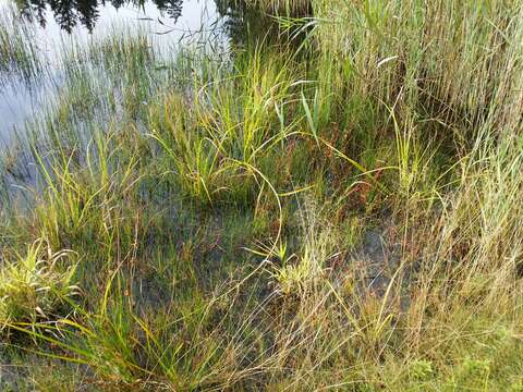 Image of Scirpus radicans Schkuhr